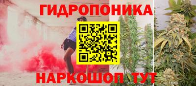 сатива Гай
